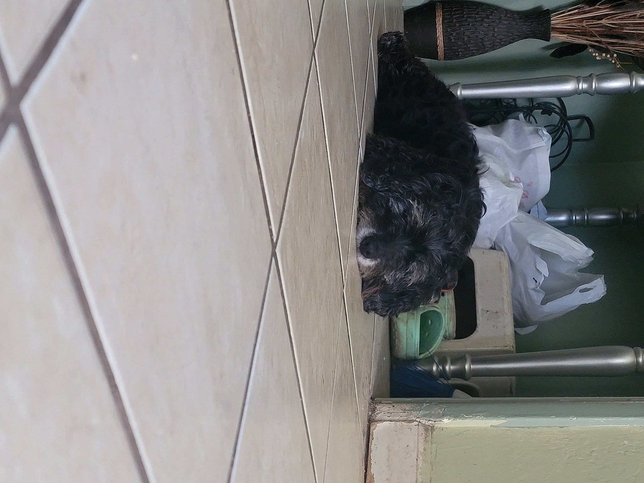 Lillian joined the competition — help win amazing prizes! automotive_tire, canidae, carnivore, dog, dog_breed, felidae, fur, sculpture, snout, sporting_group, tail, vehicle_door, window, wing, wood