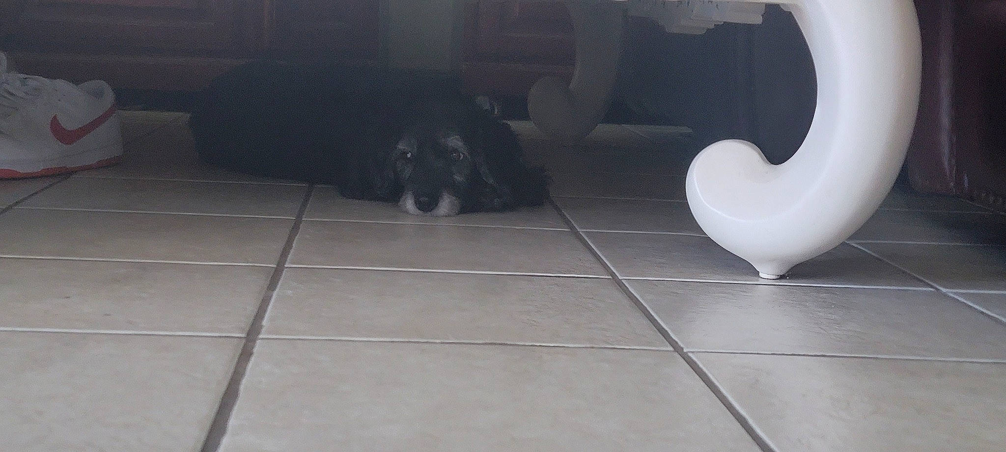 Lillian is registered to the contest to win money with this photo: carnivore, companion_dog, darkness, dog, dog_breed, floor, flooring, fur, grey, hardwood, monochrome_photography, pattern, road_surface, room, shadow, symmetry, tile, tile_flooring, tints_and_shades, wood