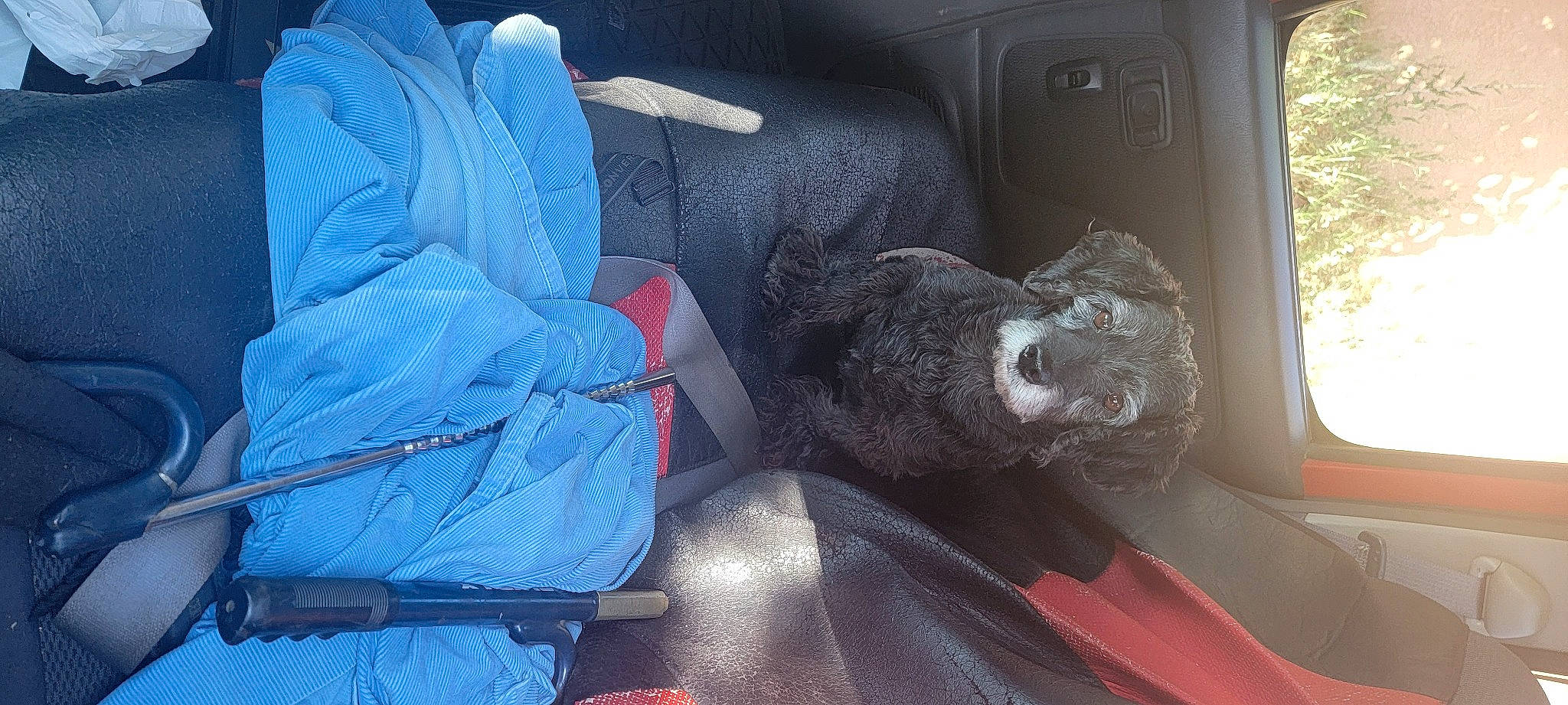 Lillian is registered to the contest to win money with this photo: auto_part, automotive_exterior, car, car_seat, car_seat_cover, carnivore, comfort, dog, door, electric_blue, family_car, head_restraint, luxury_vehicle, motor_vehicle, personal_luxury_car, trunk, vehicle, vehicle_door, window, windshield