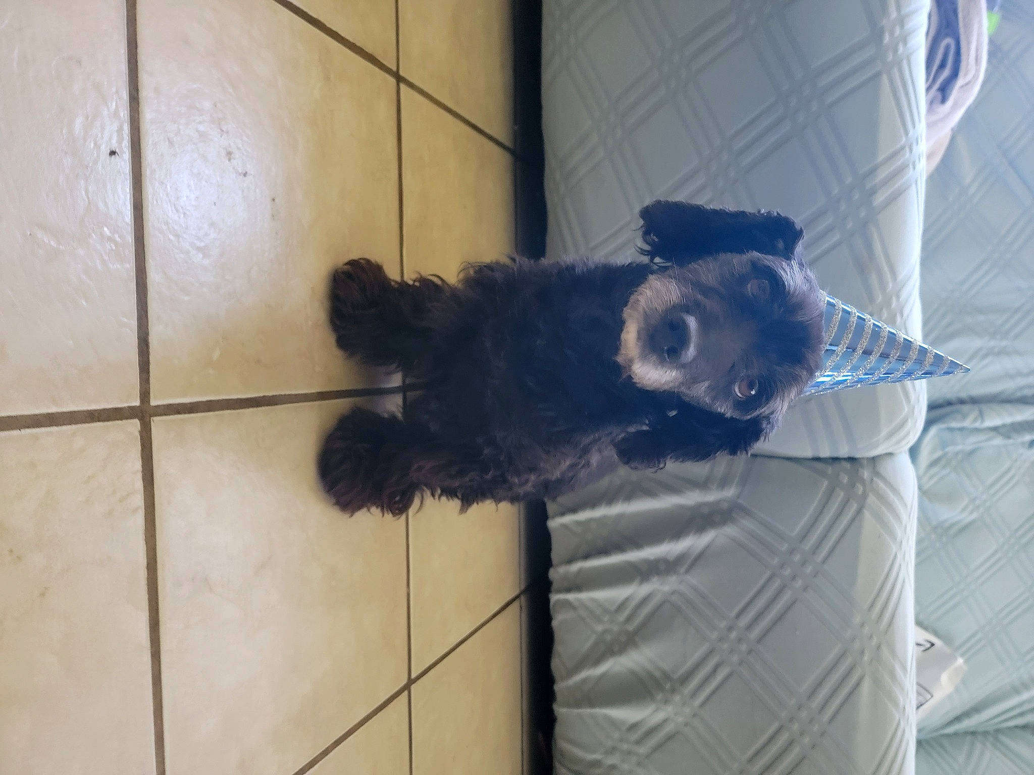 Lillian is registered to the contest to win money with this photo: canidae, carnivore, comfort, companion_dog, dog, dog_breed, electric_blue, flooring, fur, hardwood, non_sporting_group, snout, sporting_group, tail, whiskers