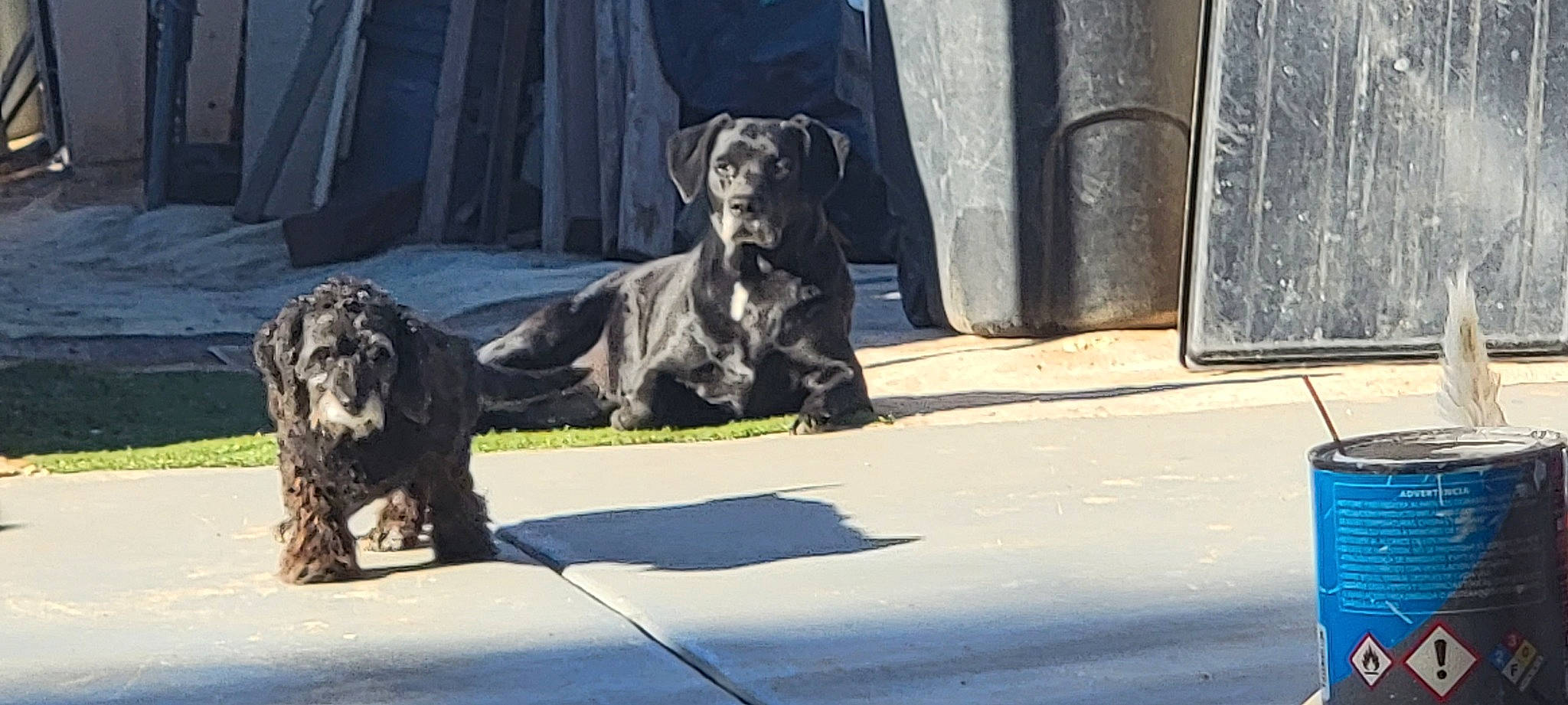 Amber is registered to the contest to win money with this photo: art, big_cats, canidae, carnivore, companion_dog, dog, dog_breed, felidae, fur, guard_dog, herding_dog, plant, sculpture, snout, sporting_group, statue, terrestrial_animal, tree, working_animal, working_dog