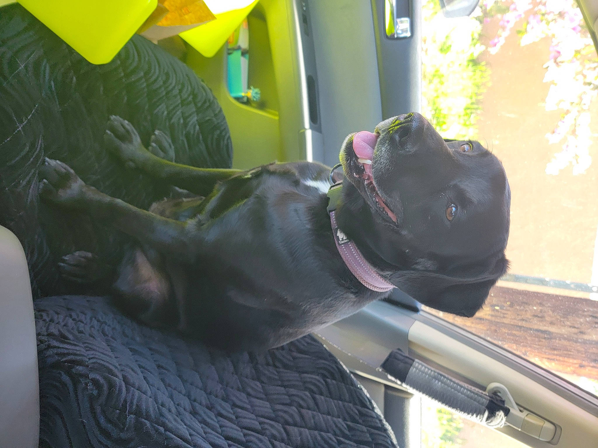 Amber is registered to the contest to win money with this photo: auto_part, automotive_exterior, automotive_mirror, automotive_tire, automotive_window_part, bumper, carnivore, collar, companion_dog, dog, dog_breed, dog_collar, glass, motor_vehicle, personal_protective_equipment, snout, tints_and_shades, vehicle_door, windshield, working_animal