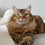 Yuki participe au concours pour gagner de l'argent avec cette photo : cat, tabby, fluffy, green_eyes, pet, animal, feline, bed, blanket, cozy, indoor, resting, cute, whiskers, paw, fur, relaxed, domestic_animal, portrait, curious