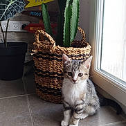 Rocky a rejoint le concours — aidez-le/la à gagner de superbes lots ! kitten, cat, tabby, indoor, plant, cactus, basket, floor, window, light, directional_sign, tile_floor, curious, pet, animal, domestic, feline, decor, home, natural_light