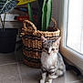 kitten, cat, tabby, indoor, plant, cactus, basket, floor, window, light, directional_sign, tile_floor, curious, pet, animal, domestic, feline, decor, home, natural_light