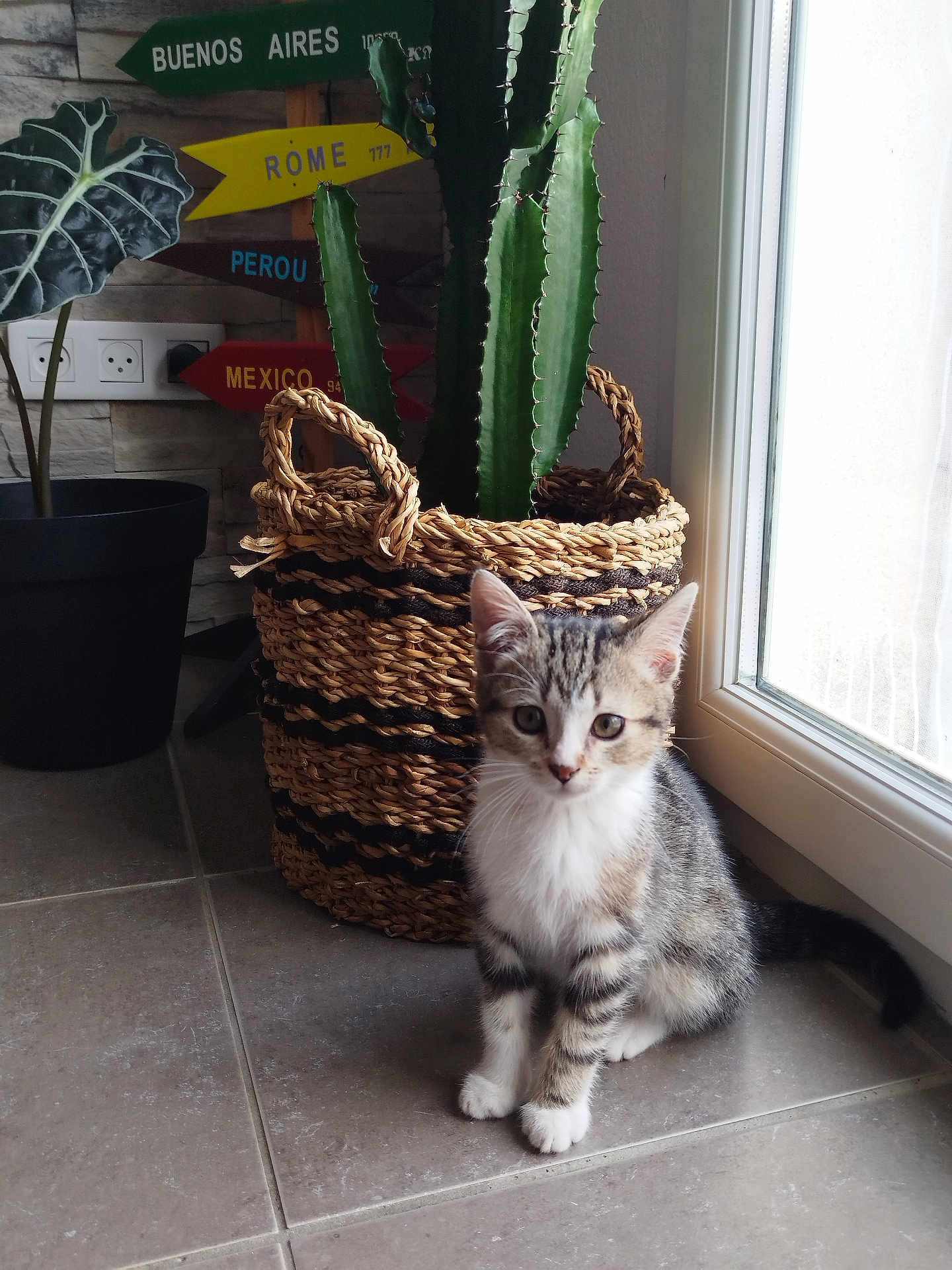 Rocky a rejoint le concours — aidez-le/la à gagner de superbes lots ! kitten, cat, tabby, indoor, plant, cactus, basket, floor, window, light, directional_sign, tile_floor, curious, pet, animal, domestic, feline, decor, home, natural_light
