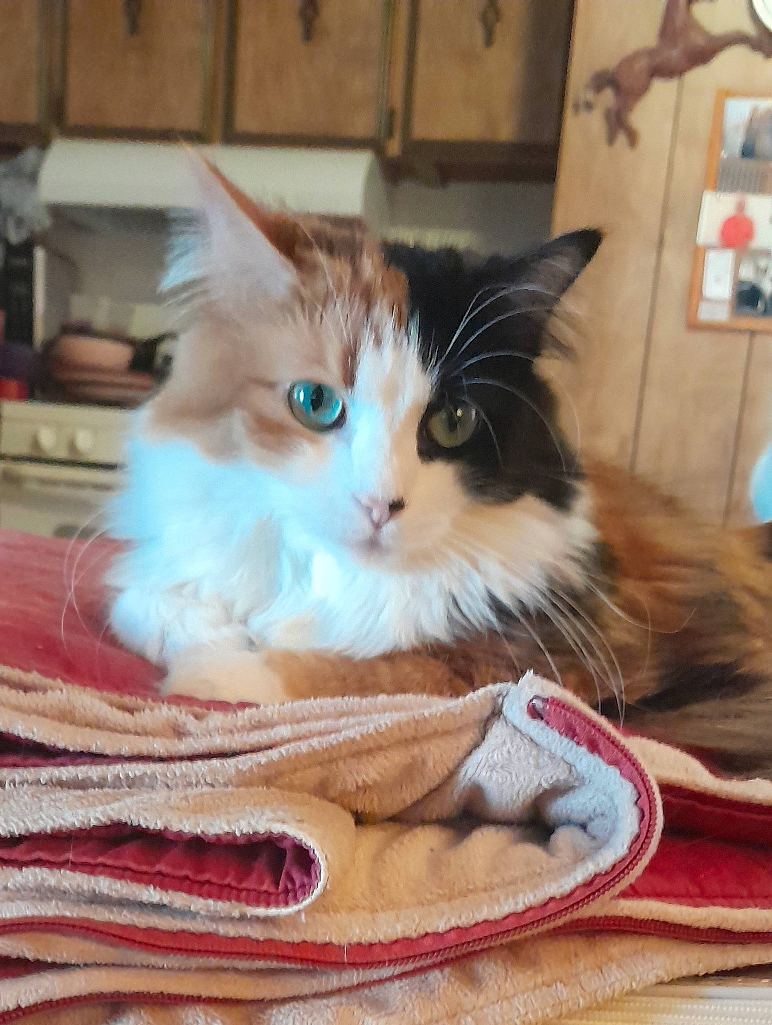 Cali is registered to the contest to win money with this photo: box, cardboard, carnivore, cat, cat_supply, claw, comfort, domestic_short_haired_cat, fawn, felidae, flooring, fur, hardwood, paw, pet_supply, small_to_medium_sized_cats, snout, tail, whiskers, wood