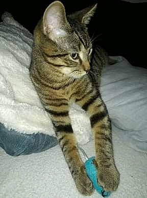 Pirate a rejoint le concours — aidez-le/la à gagner de superbes lots ! american_shorthair, arabian_mau, asian, california_spangled, carnivore, cat, domestic_short_haired_cat, dragon_li, egyptian_mau, european_shorthair, felidae, kitten, mammal, ocicat, small_to_medium_sized_cats, sokoke, tabby_cat, toyger, vertebrate, whiskers