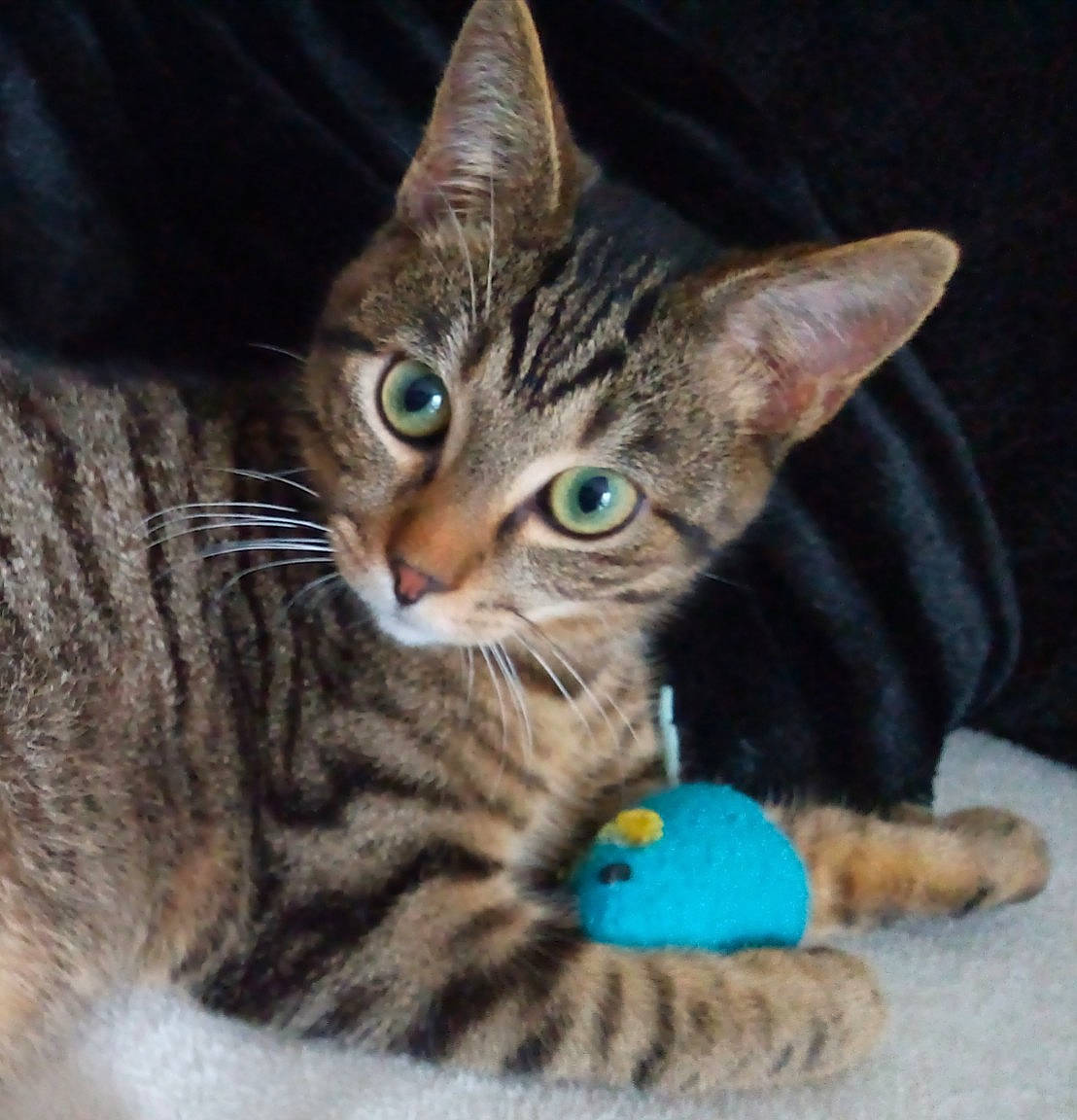 Pirate participe au concours pour gagner de l'argent avec cette photo : american_wirehair, asian, bengal, california_spangled, carnivore, cat, domestic_short_haired_cat, dragon_li, egyptian_mau, european_shorthair, felidae, kitten, mammal, ocicat, pixie_bob, small_to_medium_sized_cats, tabby_cat, toyger, vertebrate, whiskers