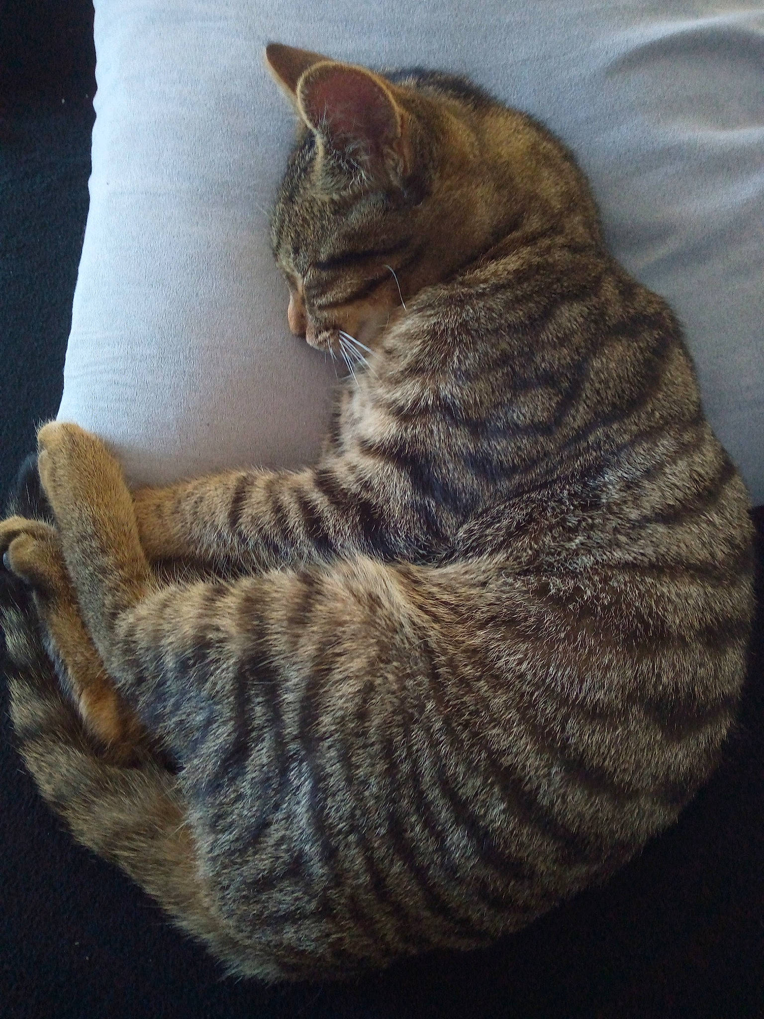 Pirate a rejoint le concours — aidez-le/la à gagner de superbes lots ! asian, california_spangled, carnivore, cat, cat_bed, domestic_short_haired_cat, dragon_li, european_shorthair, fawn, felidae, fur, german_rex, nap, ocicat, small_to_medium_sized_cats, tabby_cat, tail, toyger, whiskers