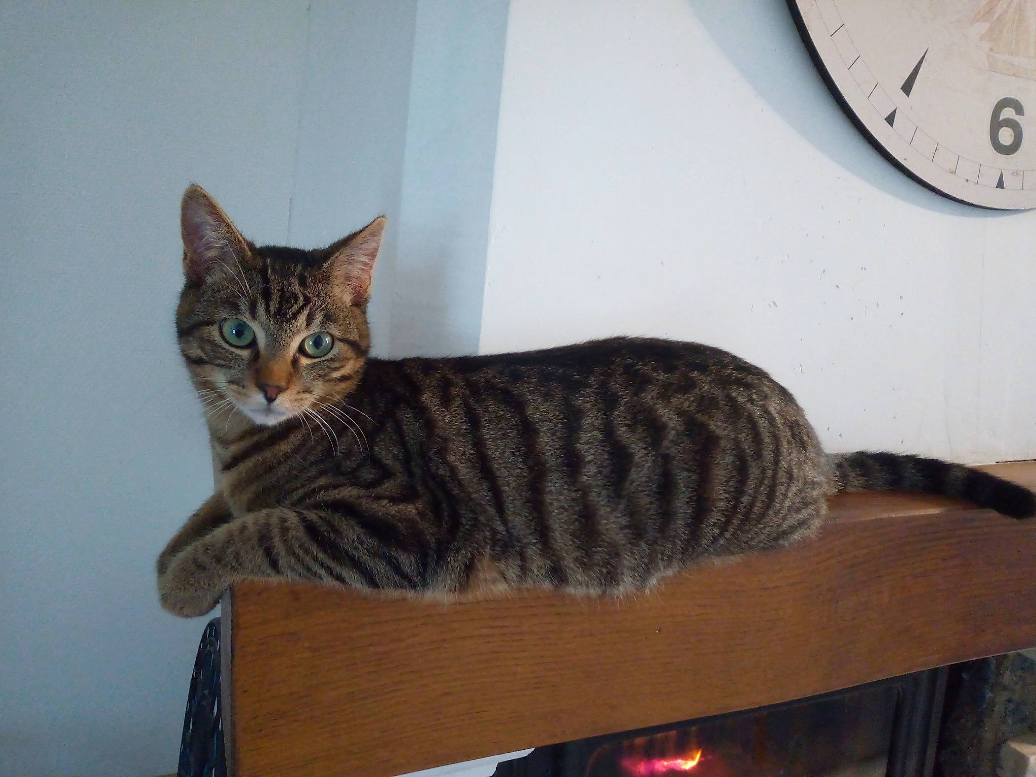 Pirate a rejoint le concours — aidez-le/la à gagner de superbes lots ! american_shorthair, asian, bengal, california_spangled, carnivore, cat, domestic_short_haired_cat, dragon_li, european_shorthair, fawn, felidae, kitten, mammal, ocicat, pixie_bob, small_to_medium_sized_cats, tabby_cat, toyger, vertebrate, whiskers