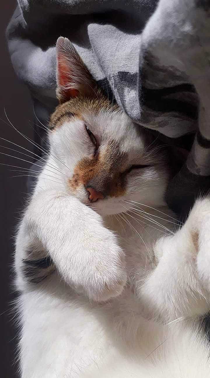 Cookie a rejoint le concours — aidez-le/la à gagner de superbes lots ! aegean_cat, american_wirehair, asian, burmilla, carnivore, cat, claw, colorpoint_shorthair, ear, felidae, fur, javanese, kitten, mammal, nose, paw, polydactyl_cat, small_to_medium_sized_cats, snout, whiskers