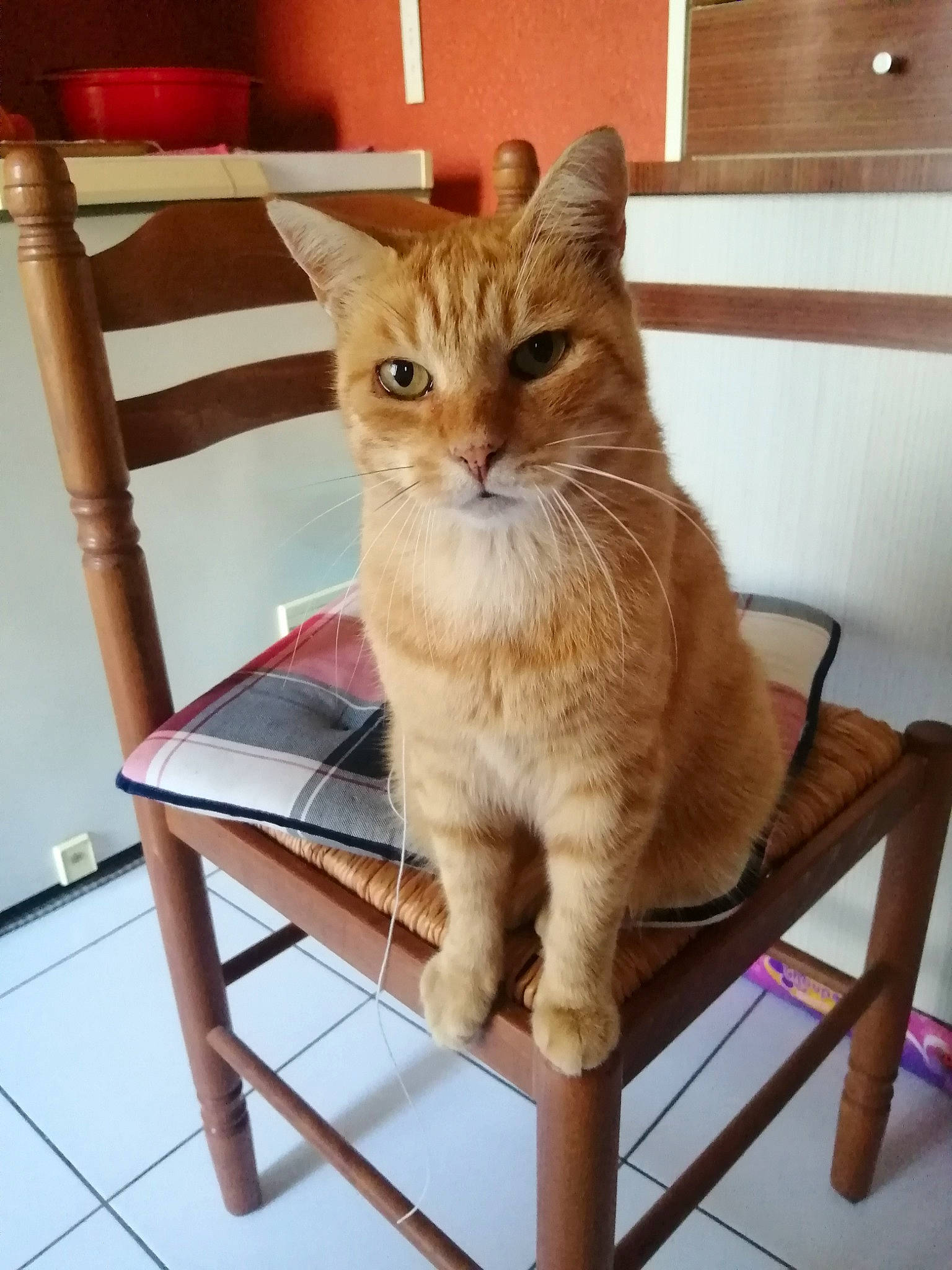 Caramel a rejoint le concours — aidez-le/la à gagner de superbes lots ! carnivore, cat, chair, comfort, domestic_short_haired_cat, fawn, felidae, flooring, fur, hardwood, outdoor_furniture, pet_supply, plywood, sitting, small_to_medium_sized_cats, snout, tail, whiskers, window, wood