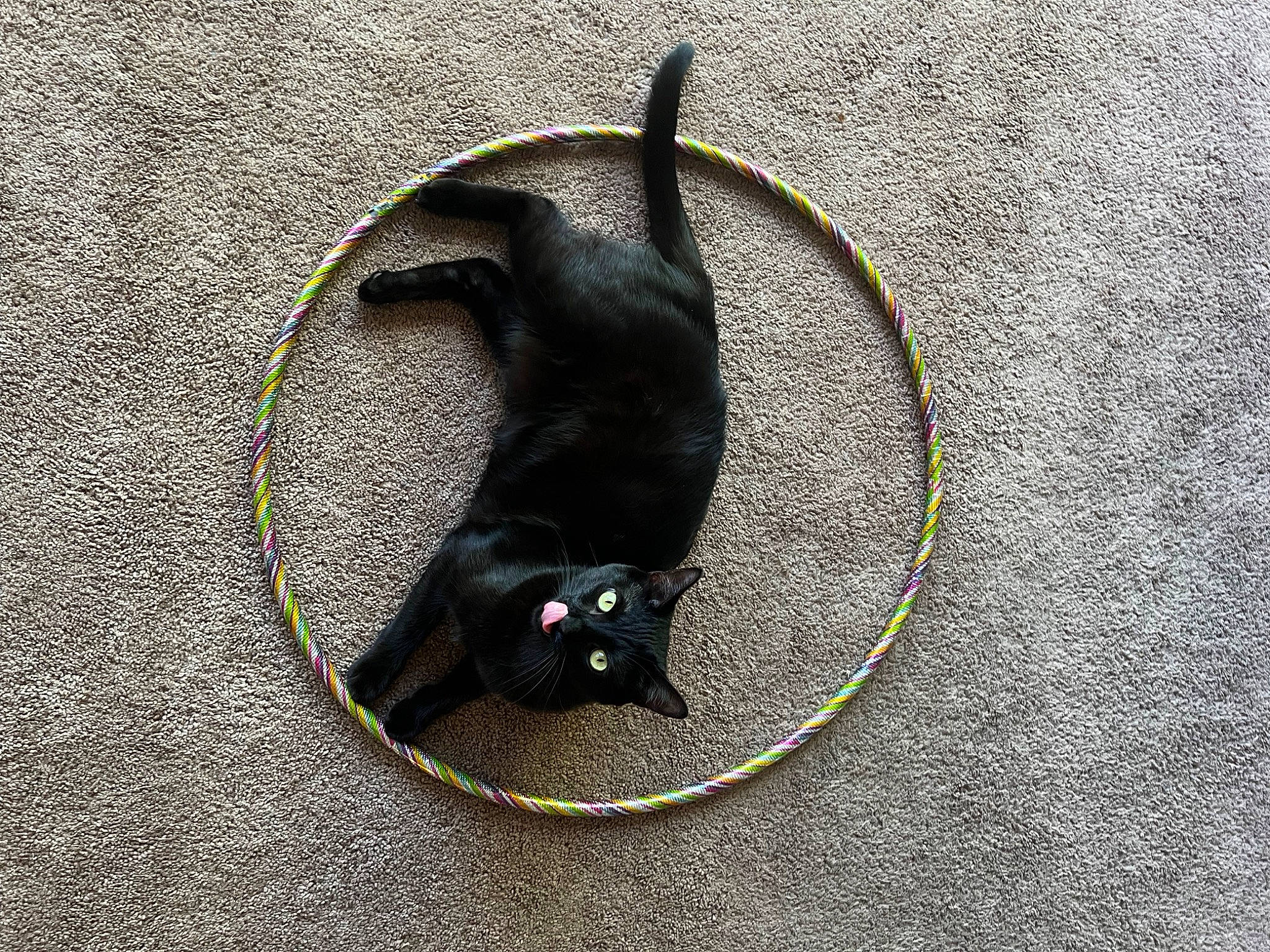 Fudge is registered to the contest to win money with this photo: asphalt, black_cat, bombay, carnivore, cat, circle, claw, concrete, felidae, muroidea, pest, rat, road_surface, small_to_medium_sized_cats, snout, sports_equipment, tail, terrestrial_animal, whiskers, window