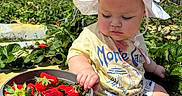 Harley is registered to the contest to win money with this photo: baby, blue_sky, bucket, child, clouds, curious, cute, daylight, fruit, garden, greenery, hat, nature, outdoor, plants, sitting, strawberries, summer, sunhat, yellow_tshirt