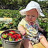 Harley is registered to the contest to win money with this photo: baby, child, strawberries, bucket, hat, sunhat, yellow_tshirt, outdoor, plants, greenery, summer, garden, nature, fruit, curious, sitting, cute, daylight, blue_sky, clouds