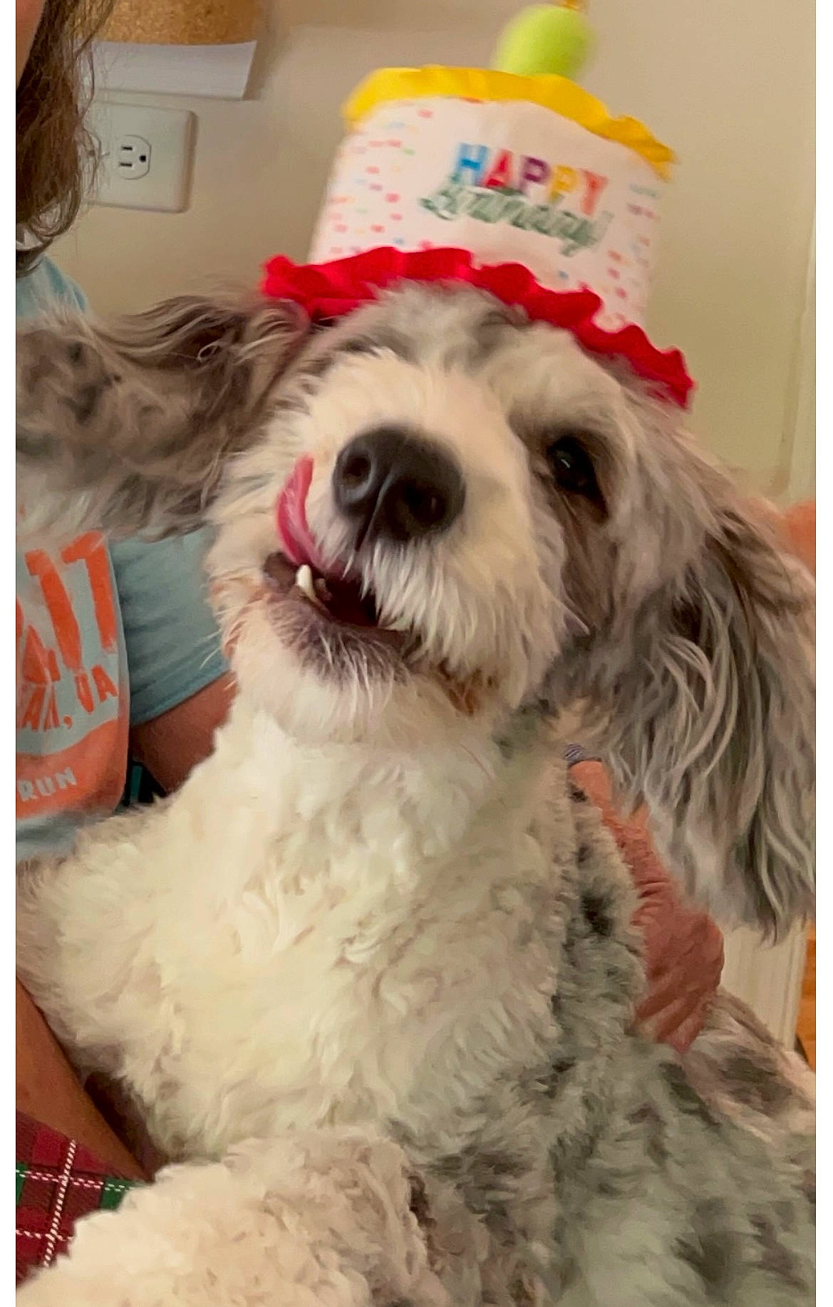 Clover joined the competition — help win amazing prizes! canidae, carnivore, collar, companion_dog, dog, dog_breed, dog_collar, dog_supply, fur, maltepoo, non_sporting_group, pattern, small_terrier, snout, sporting_group, terrier, toy_dog, water_dog, working_animal, yorkipoo