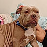 Princess joined the competition — help win amazing prizes! dog, brown_dog, wrinkles, collar, blue_collar, indoor, couch, person, partial_body, furniture, pet, animal, close_up, seated, relaxed, home, companion, canine, resting, domestic