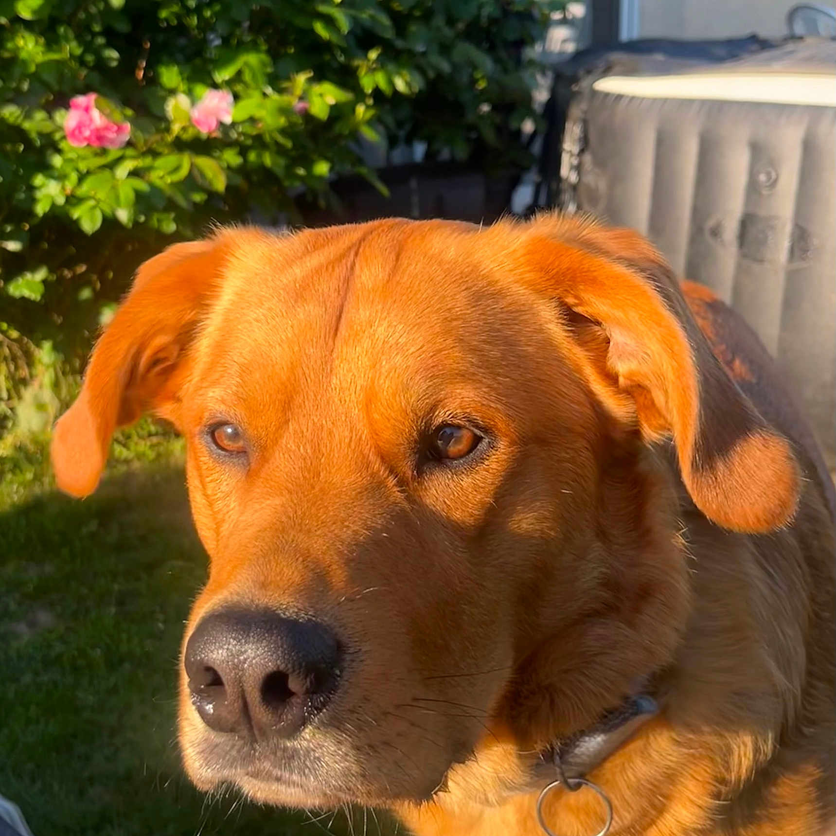 Bongo