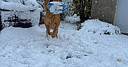 Bongo participe au concours pour gagner de l'argent avec cette photo : dog, snow, winter, outdoor, backyard, house, tree, snowfall, golden_brown_dog, pet, animal, sports_ball, soccer, blue_and_white, playing, running, snowy_ground, residential, cold_weather, funny