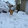 dog, snow, winter, outdoor, backyard, house, tree, snowfall, golden_brown_dog, pet, animal, sports_ball, soccer, blue_and_white, playing, running, snowy_ground, residential, cold_weather, funny