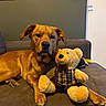 Bongo participe au concours pour gagner de l'argent avec cette photo : dog, teddy_bear, stuffed_animal, pet, couch, indoor, portrait, sitting, brown_dog, floppy_ears, black_nose, dog_face, plush_toy, checkered_clothing, bow_tie, home, living_room, furniture, companionship, cute