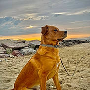 Bongo a rejoint le concours — aidez-le/la à gagner de superbes lots ! dog, beach, sand, sunset, seaside, coastline, rocks, breakwater, ocean, sky, clouds, golden_hour, brown_fur, sitting, profile, collar, leash, outdoors, nature, portrait