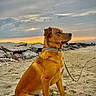 dog, beach, sand, sunset, seaside, coastline, rocks, breakwater, ocean, sky, clouds, golden_hour, brown_fur, sitting, profile, collar, leash, outdoors, nature, portrait