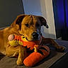Bongo participe au concours pour gagner de l'argent avec cette photo : dog, stuffed_toy, tiger, plush_toy, couch, indoor, portrait, pet, brown_dog, lying_down, hugging, cozy, home, furniture, television, blue_lighting, warm_lighting, cute, animal, playful
