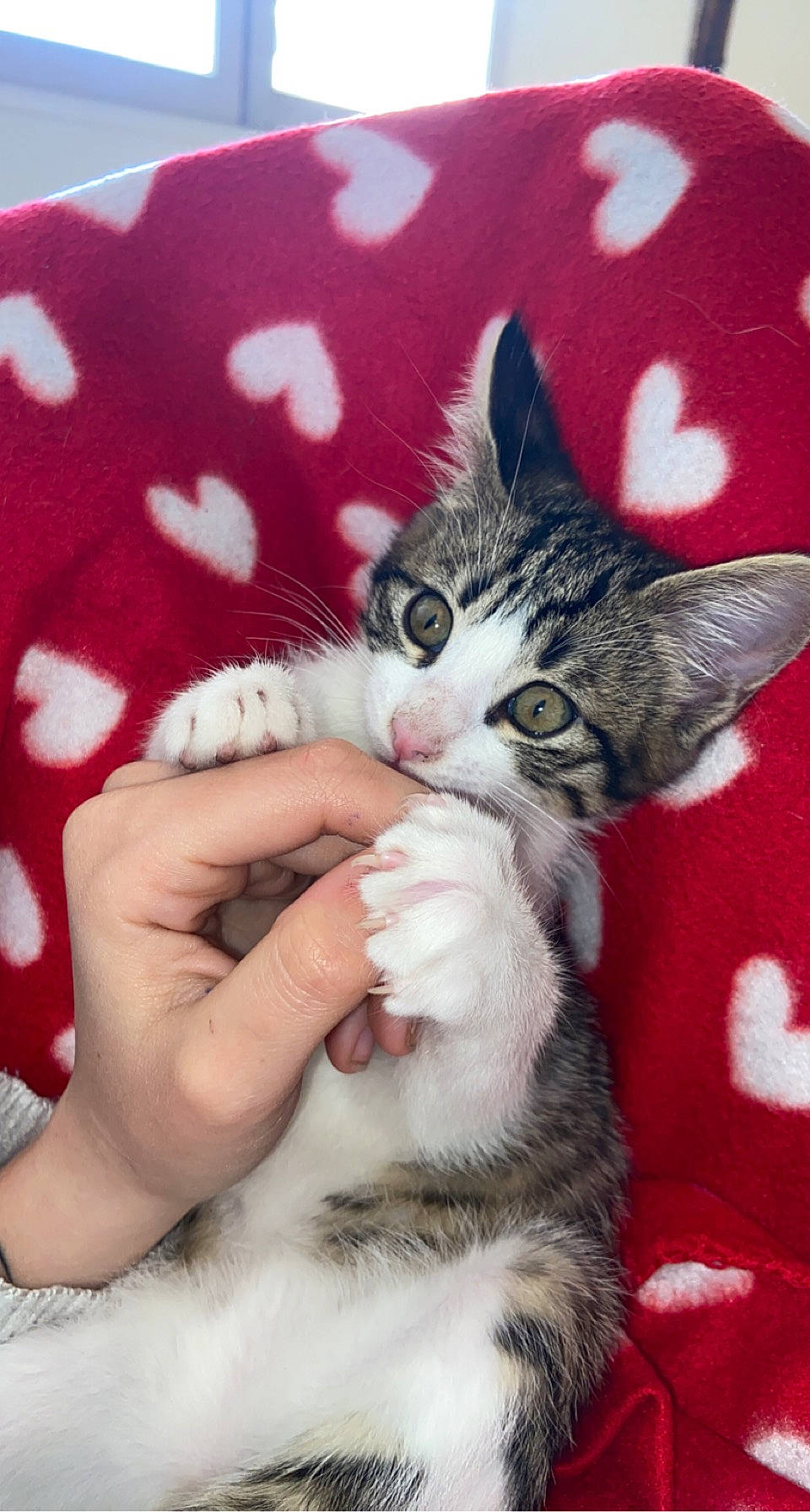 Youka participe au concours pour gagner de l'argent avec cette photo : carnivore, cat, claw, comfort, domestic_short_haired_cat, felidae, foot, fur, gesture, hand, human_leg, lap, nail, pattern, paw, plant, sleeve, small_to_medium_sized_cats, tail, whiskers