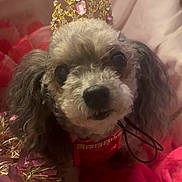 Cocopuff is registered to the contest to win money with this photo: dog, pet, portrait, crown, royal, costume, red_outfit, fluffy, small_dog, long_ears, black_nose, dark_eyes, indoors, festive, christmas, tinsel, decorations, pink_blanket, close_up, cute