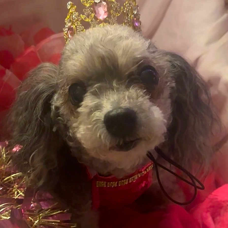 Cocopuff is registered to the contest to win money with this photo: dog, pet, portrait, crown, royal, costume, red_outfit, fluffy, small_dog, long_ears, black_nose, dark_eyes, indoors, festive, christmas, tinsel, decorations, pink_blanket, close_up, cute