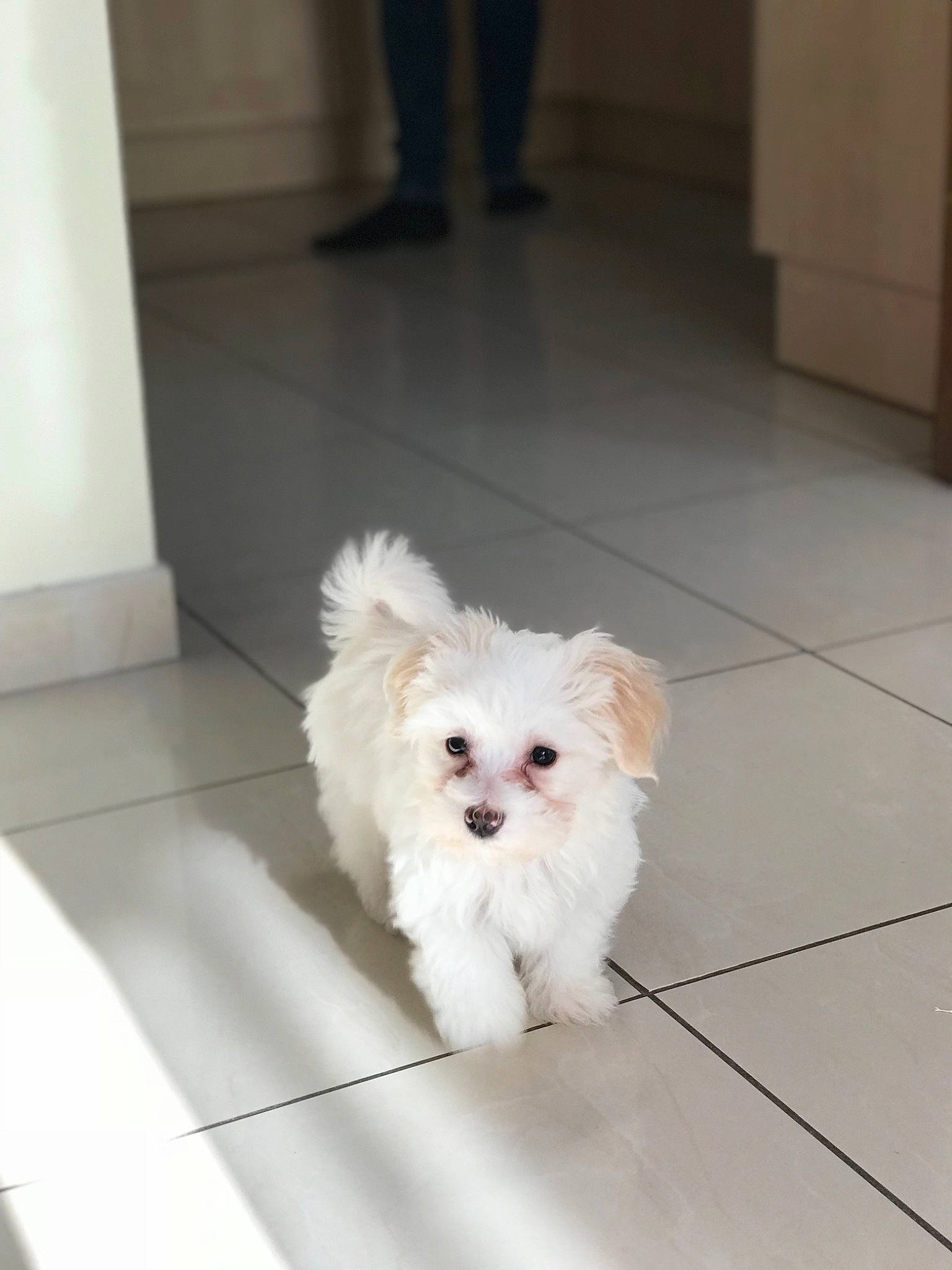 Nice participe au concours pour gagner de l'argent avec cette photo : bichon, bolognese, bolonka, canidae, carnivore, companion_dog, coton_de_tulear, dog, dog_breed, havanese, maltepoo, maltese, mammal, pomeranian, puppy, shih_tzu, skin, toy_dog, toy_poodle, vertebrate