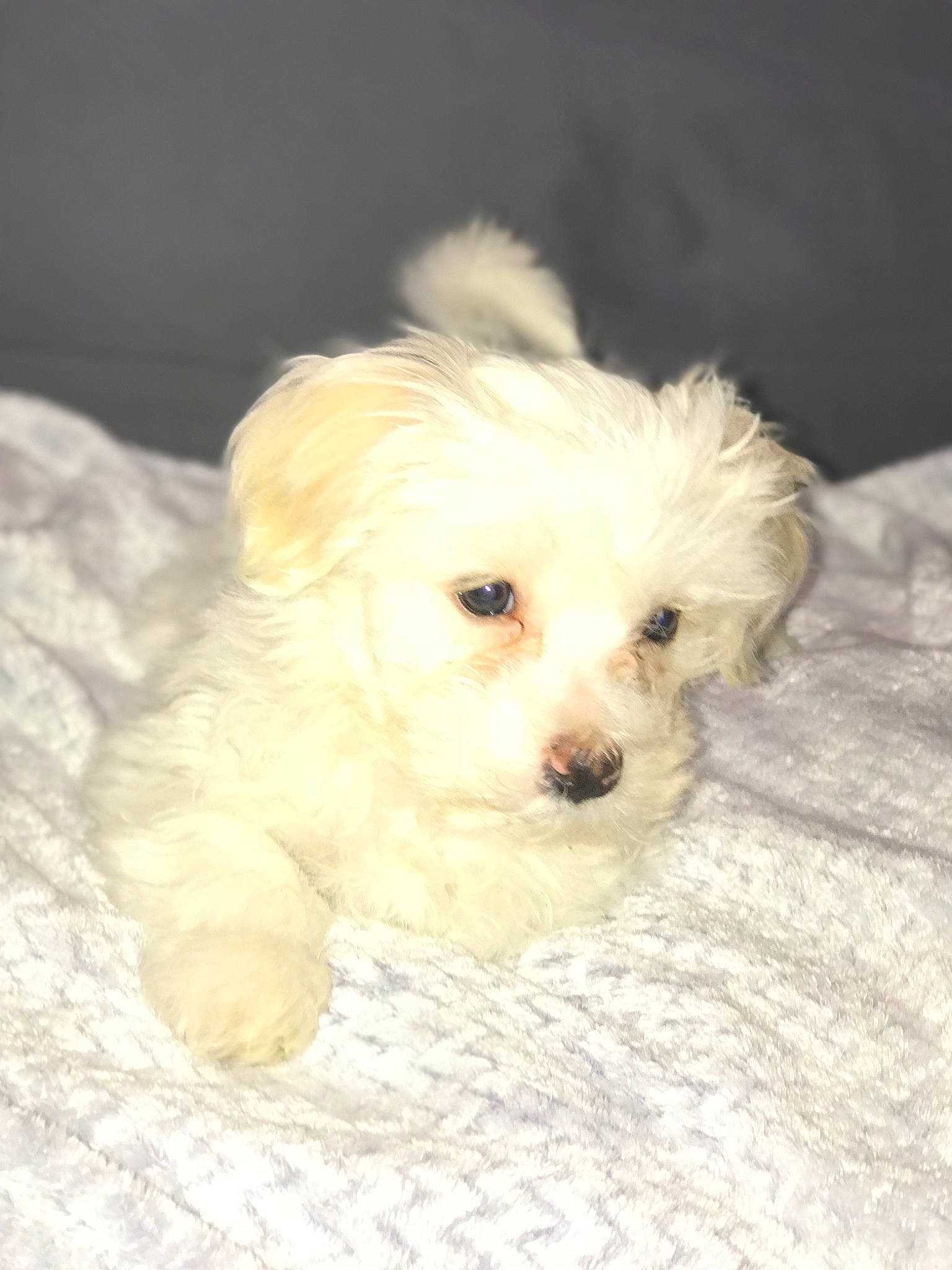 Nice a rejoint le concours — aidez-le/la à gagner de superbes lots ! bichon, bolognese, bolonka, canidae, carnivore, cockapoo, companion_dog, coton_de_tulear, dog, dog_breed, havanese, kyi_leo, maltepoo, maltese, mammal, morkie, puppy, schnoodle, toy_poodle, vertebrate