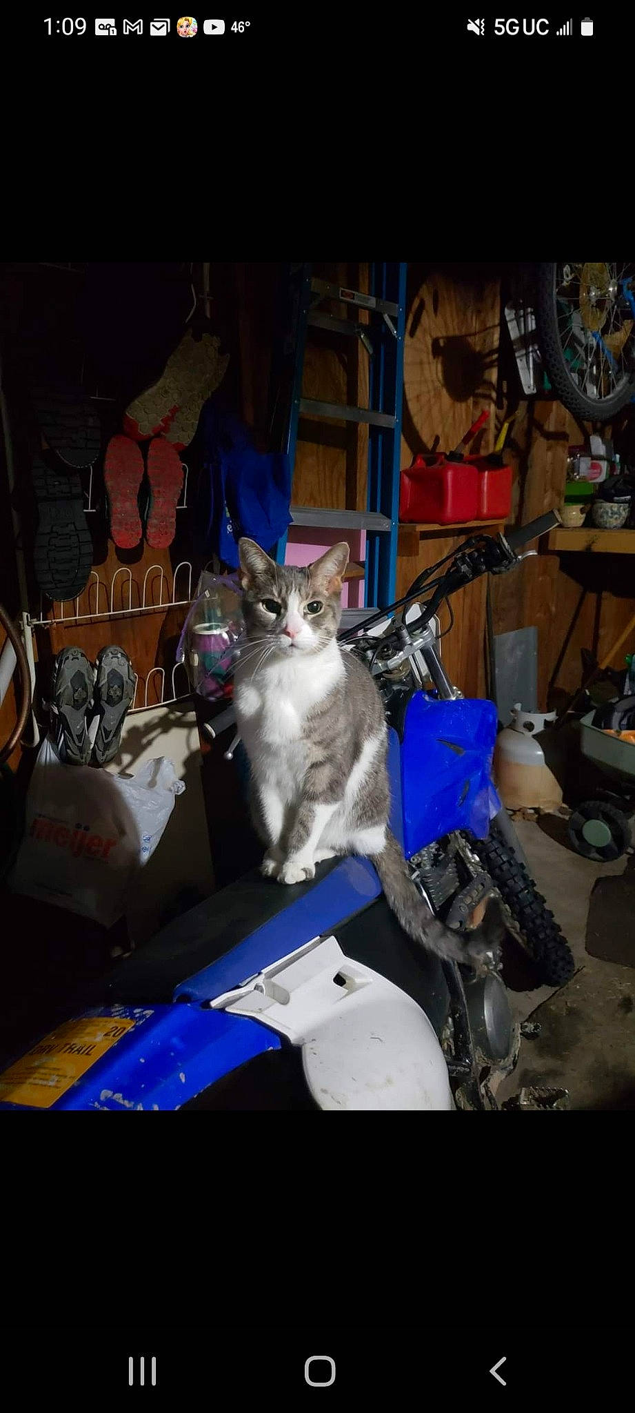Keekee is registered to the contest to win money with this photo: auto_part, automotive_tire, bag, box, carnivore, cat, domestic_short_haired_cat, felidae, fur, machine, motor_vehicle, small_to_medium_sized_cats, tire, whiskers