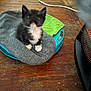 kitten, black_and_white, blurry, sock, blue_container, green_cloth, wooden_floor, heater, indoor, pet, small, cute, furry, animal, flooring, household_item, gray, orange, warm, cozy