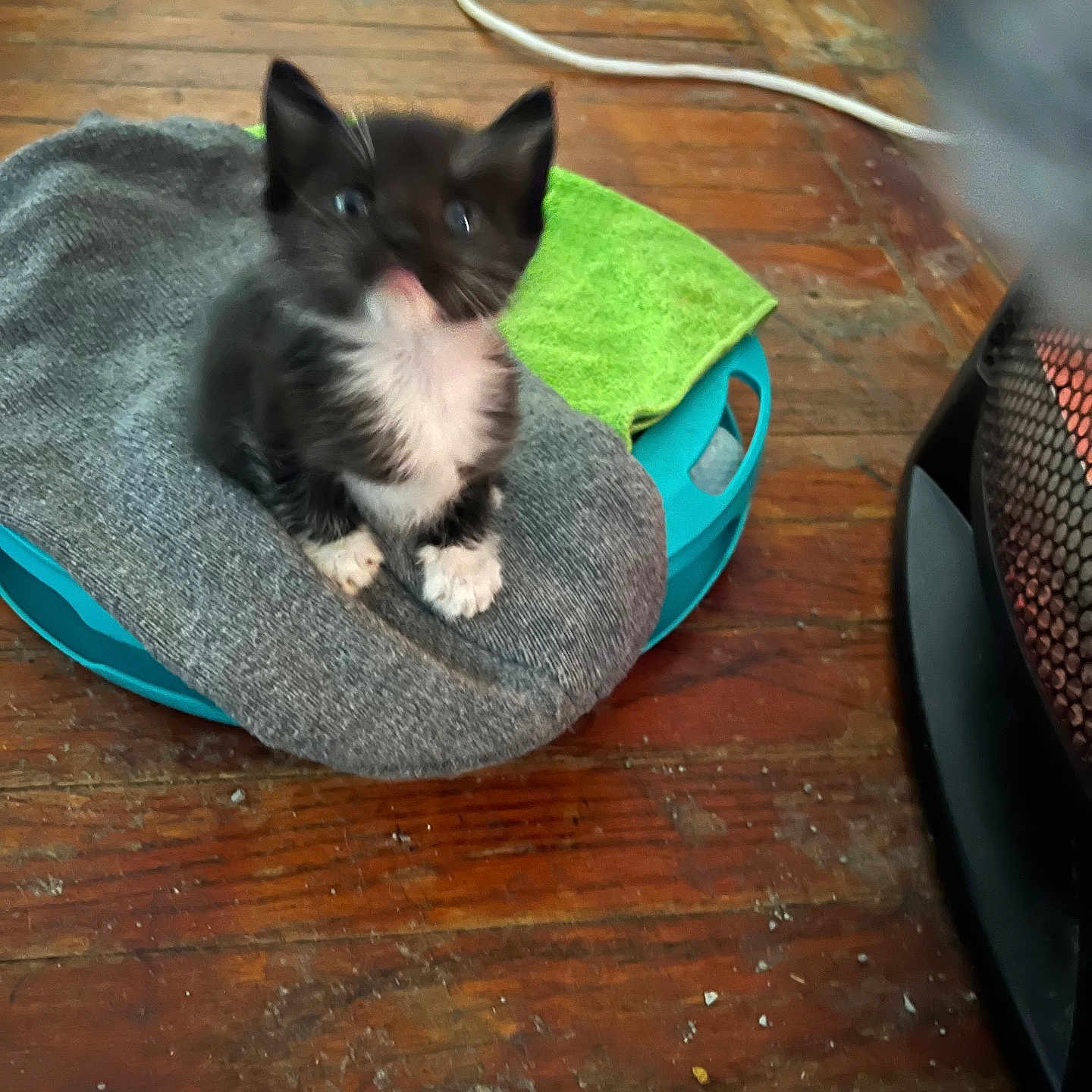 Mamitas is registered to the contest to win money with this photo: animal, black_and_white, blue_container, blurry, cozy, cute, flooring, furry, gray, green_cloth, heater, household_item, indoor, kitten, orange, pet, small, sock, warm, wooden_floor