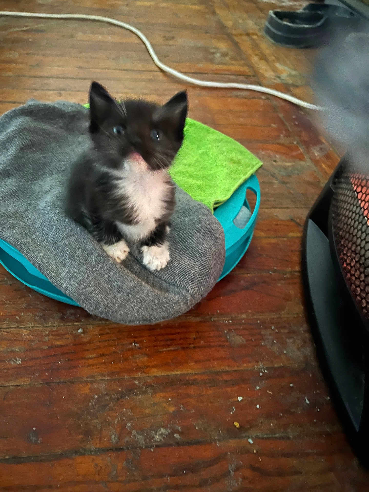 Mamitas is registered to the contest to win money with this photo: kitten, black_and_white, blurry, sock, blue_container, green_cloth, wooden_floor, heater, indoor, pet, small, cute, furry, animal, flooring, household_item, gray, orange, warm, cozy