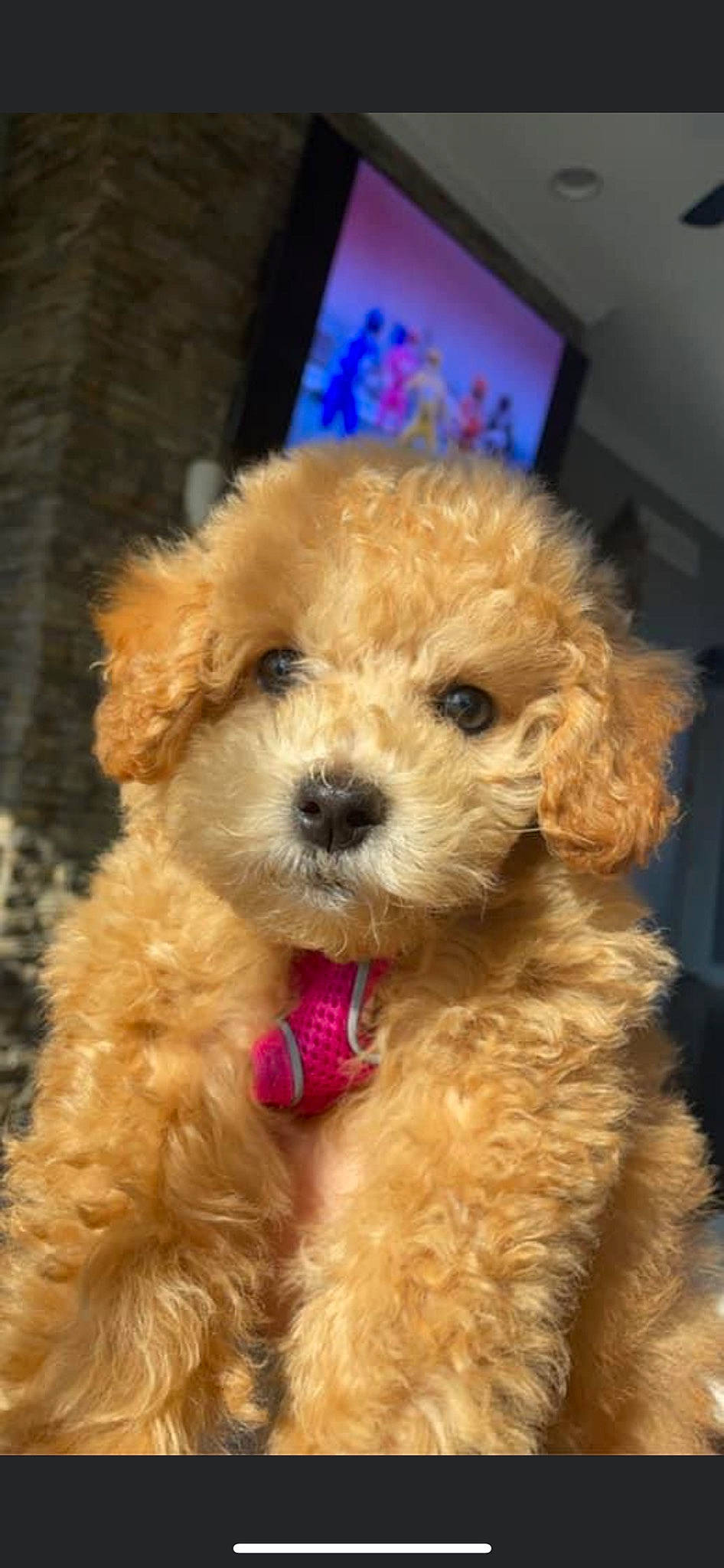 Josie Lou joined the competition — help win amazing prizes! canidae, carnivore, companion_dog, dog, dog_breed, dog_collar, event, fawn, fur, labradoodle, maltepoo, poodle, shih_poo, snout, sporting_group, terrier, toy_dog, water_dog, working_animal, yorkipoo