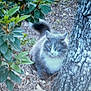 Whiskey is registered to the contest to win money with this photo: animal, bush, cat, curious, feline, fluffy, forest_floor, fur, gray_cat, ground, leaf, mammal, nature, outdoor, pet, plant, tree, trunk, white_cat, wildlife