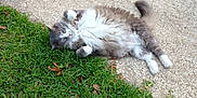 Whiskey is registered to the contest to win money with this photo: animal, cat, concrete, cute, daylight, fluffy, fur, grass, gray, lying_down, mammal, nature, outdoor, paw, pet, playful, relaxed, tail, whiskers, white