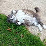 animal, cat, concrete, cute, daylight, fluffy, fur, grass, gray, lying_down, mammal, nature, outdoor, paw, pet, playful, relaxed, tail, whiskers, white