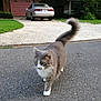 Whiskey joined the competition — help win amazing prizes! animal, car, cat, daylight, driveway, fur, garage, gray_cat, greenery, house, nature, outdoor, pet, road, sidewalk, suburban, tail, trees, walking, white_paws