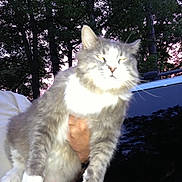 Whiskey joined the competition — help win amazing prizes! animal, car, cat, dusk, fluffy, fur, gray_cat, hand, holding, mammal, nature, outdoor, paw, person, pet, sky, trees, vehicle, whiskers, white_cat