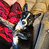animal, black_and_white, blue_eyes, canine, comfort, companion, couch, dog, floor, furniture, home, indoor, legs, lying_down, person, pet, red_shorts, relaxed, shorts, tattoo