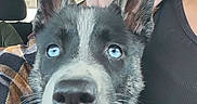 Anubis is registered to the contest to win money with this photo: animal, black_and_white_fur, blue_eyes, canine, car_interior, close_up, companion, dog, ears_up, excited, friendly, happy, human, indoors, leash, pet, portrait, seat, tongue_out, young_dog