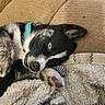 black_and_white, blanket, blue_eyes, closeup, collar, couch, cozy, cute, dog, ears, fur, home, indoor, lying_down, paw, pet, puppy, relaxed, snuggled, soft_texture