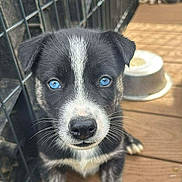 Anubis is registered to the contest to win money with this photo: puppy, dog, blue_eyes, wooden_deck, metal_fence, pet, animal, cute, young_dog, outdoor, looking_at_camera, food_bowl, fur, whiskers, black_and_white, small_puppy, adorable, pet_care, domestic_animal, canine