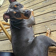 Chloe is registered to the contest to win money with this photo: dog, pet, canine, ears, outdoor, wooden_deck, brown, black, fur, animal, looking_back, collar, paw, flooring, resting, cute, portrait, summer, daylight, domestic_animal