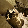 Kitty joined the competition — help win amazing prizes! dog, cat, couch, pillow, blanket, sleeping, cozy, indoor, pet, animal, snuggling, relaxing, fur, domestic, companion, resting, comfortable, grey, black_and_white, cute
